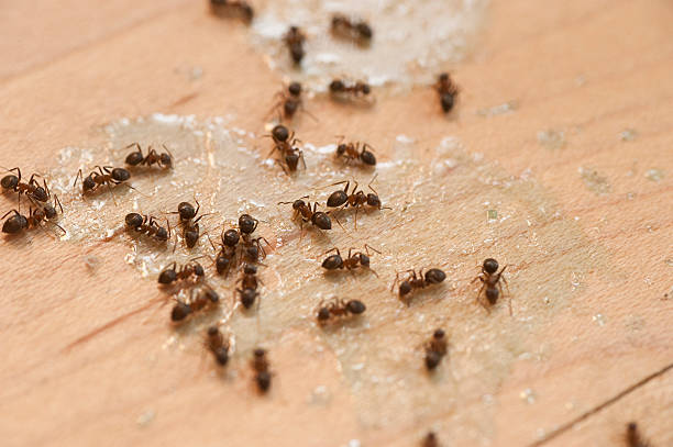 Best Pest Removal Services  in Langhorne Manor, PA